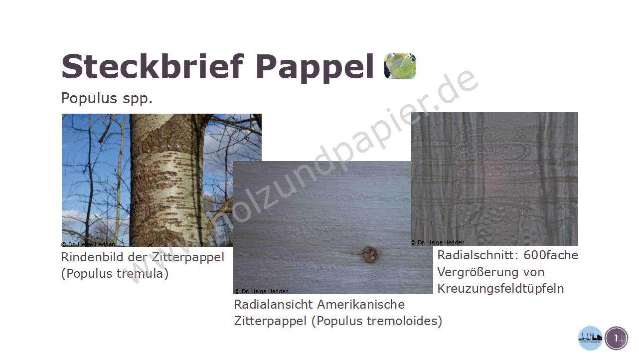 Steckbrief Pappel - Holzbestimmung.Hamburg