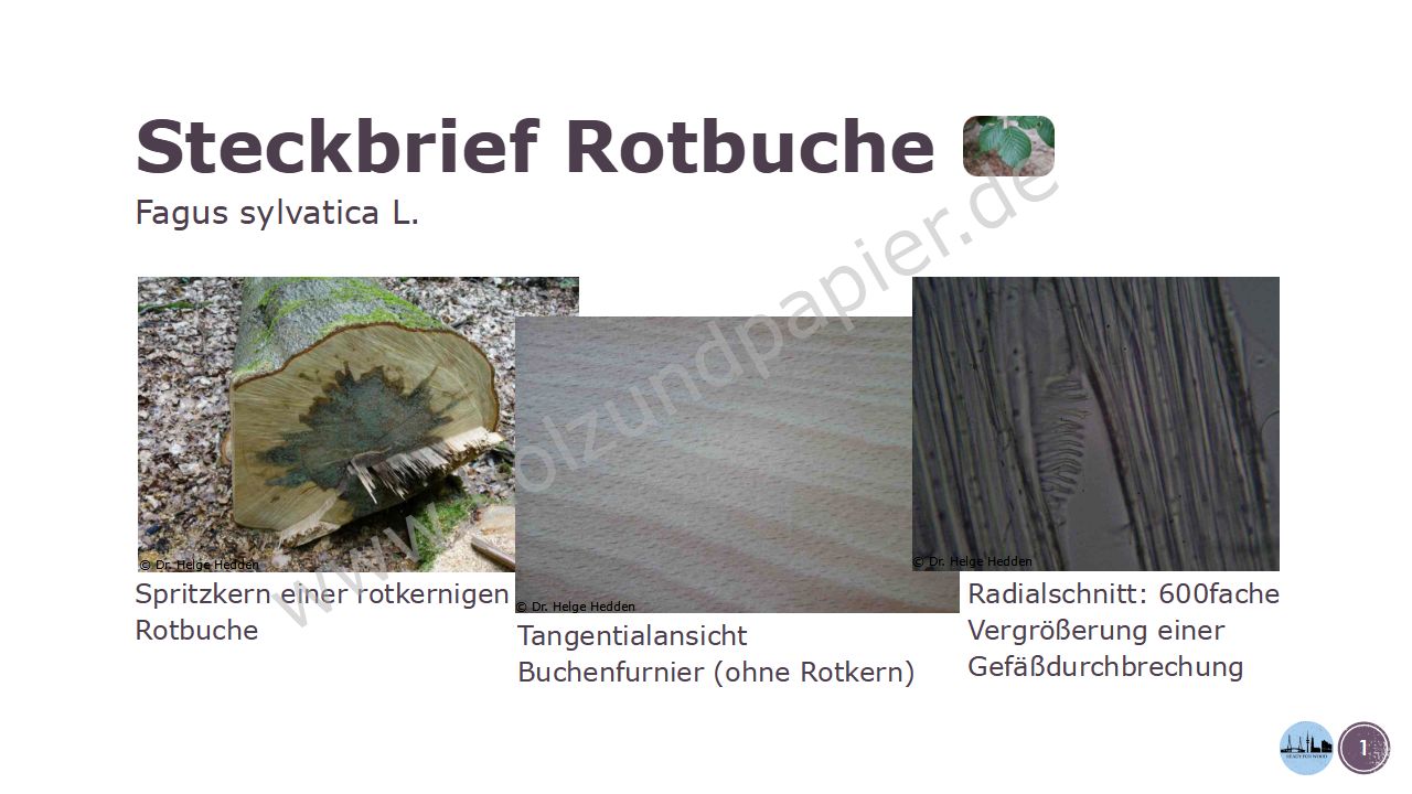 Steckbrief Rotbuche - Holzbestimmung.Hamburg