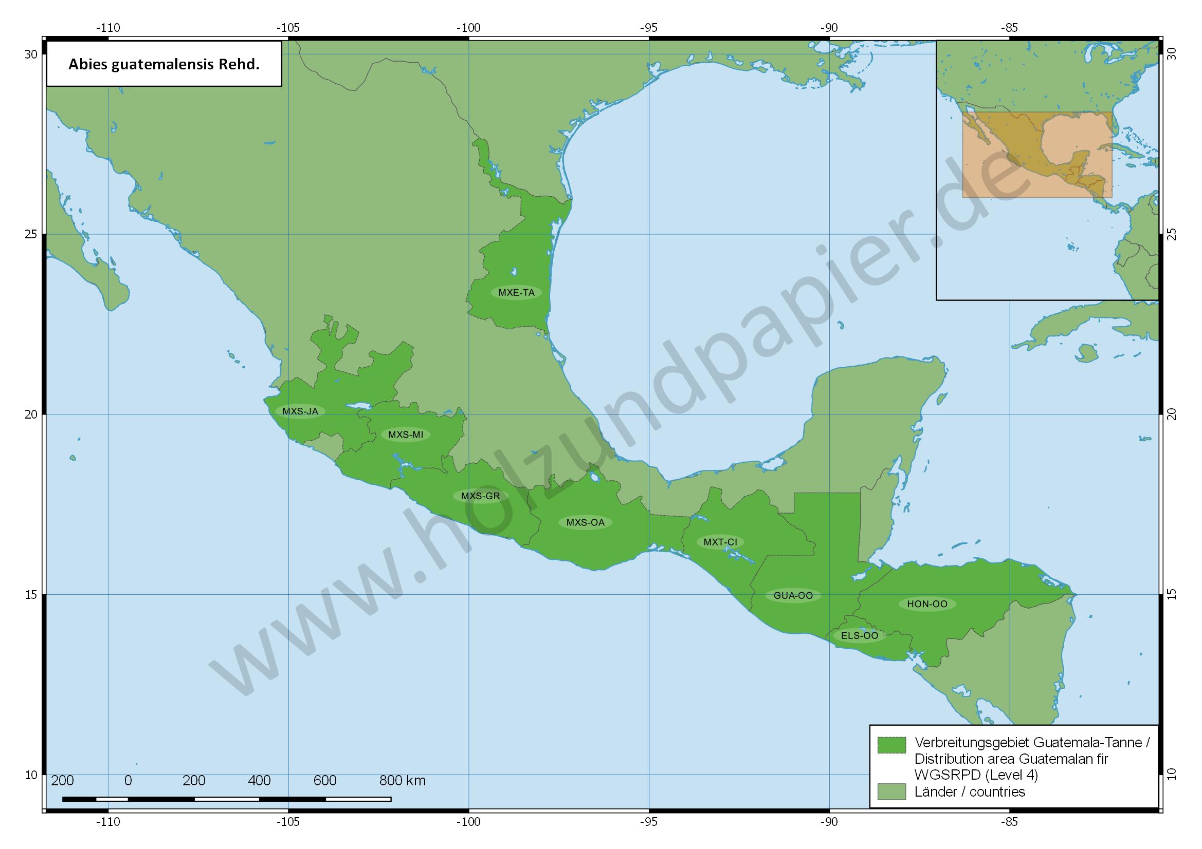 Guatemala-Tanne (Abies guatemalensis) - Holz & Papier